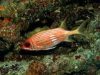 Squirrelfish IMG 3304